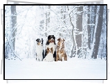 Cztery, Psy, Owczarek australijski, Berneński pies pasterski, Spaniel kontynentalny miniaturowy Papillon, Zima, Drzewa