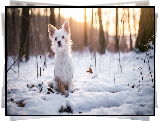 Pies, Kundelek, Zima, Śnieg, Gałązki, Drzewa