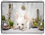 Pies, Chihuahua krótkowłosa, Dekoracje, Rośliny