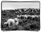 Owczarki węgierskie Kuvasz, stado, owce