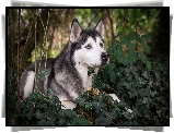 Siberian husky, Rośliny, Gałązki, Bluszcz