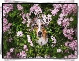 Pies, Kwiaty, Różowe
