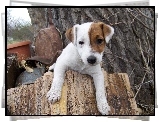 Jack Russell Terrier, pieniek