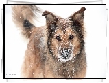 Pies, Suczka, Shila, Kundelek, Zima, Śnieg